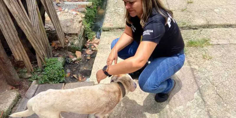 Polícia Civil amplia atendimento para casos de maus-tratos de animais em Belém, PA