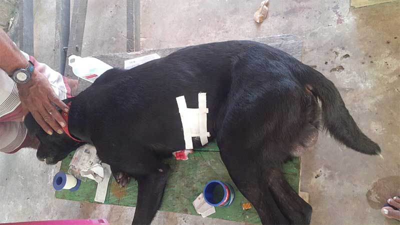 Cachorro é agredido e furado com terçado no Marajó (PA), denuncia tutora