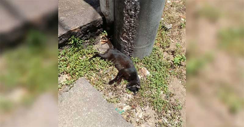 Gato preto é encontrado morto ao lado de poste de energia em Santarém e de saco com pipoca — Foto: Redes Sociais