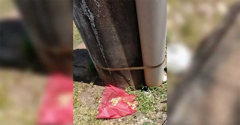 Um saco com pipoca também estava próximo do animal — Foto: Redes Sociais