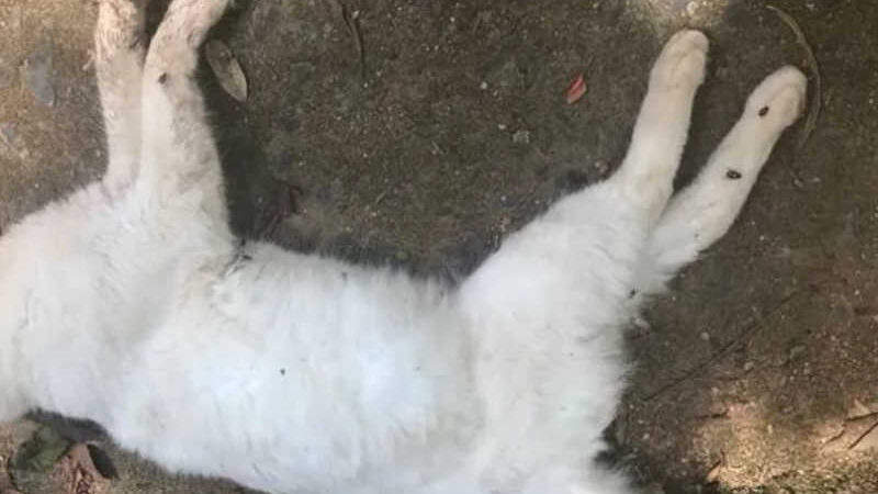 Gatos são mortos e mutilados no Mercado do Rangel, em João Pessoa