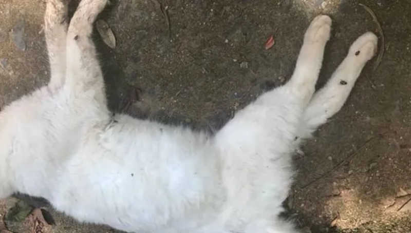 Gatos são mortos e mutilados no Mercado do Rangel, em João Pessoa, PB
