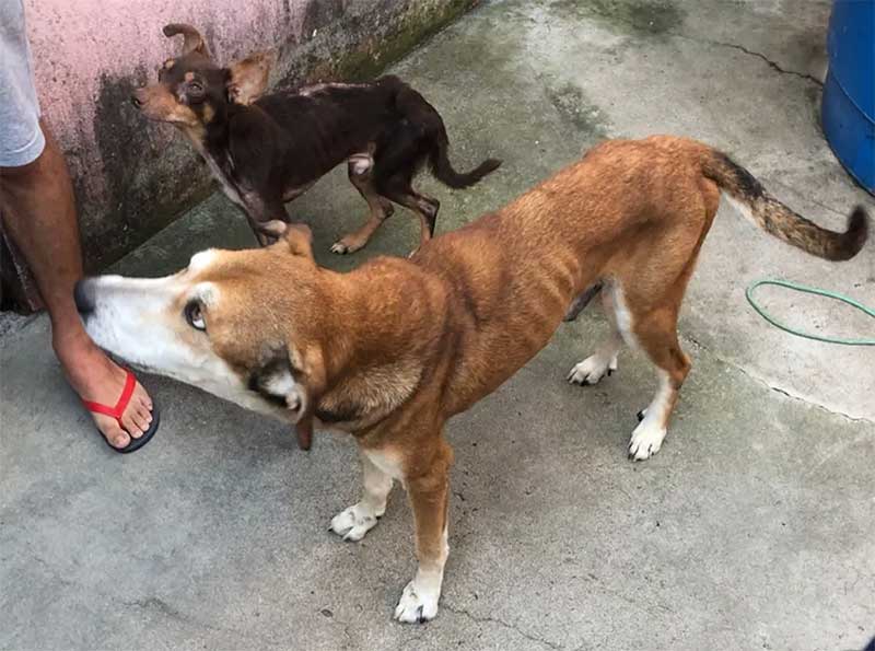 Mulher é detida por maus-tratos contra cães no bairro do Magano, em Garanhuns, PE