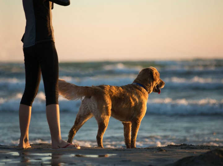 Cão ao lado de tutor em praia - Trinity Kubassek/Pexels