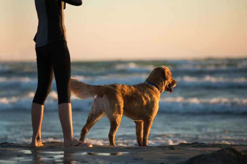 Lei libera animais domésticos em praias de Pernambuco, prática proibida desde 2003