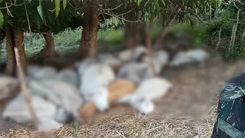 Animais morrem após serem atingidos por raio no sul do Piauí — Foto: Reprodução