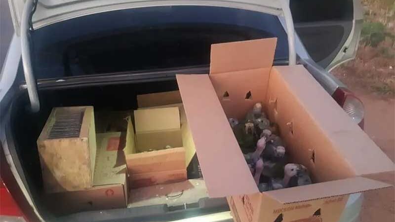 PRF resgatada 66 aves silvestres de porta-malas de carro em Tianguá — Foto: Divulgação/PRF