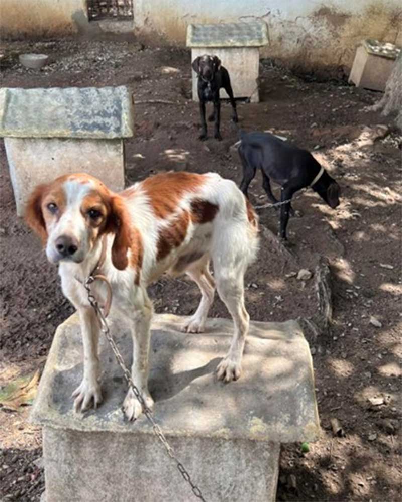 Caçador tinha 43 cães doentes, feridos e com fome no Cadaval, em Portugal