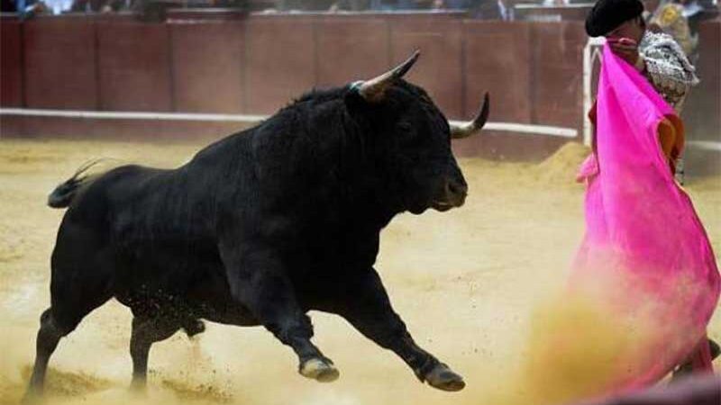 PAN quer proibir menores de 16 anos de assistirem a touradas em Portugal