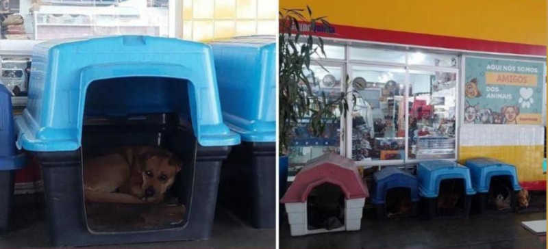 Cães abandonados ganham uma nova chance ao serem adotados em um posto de combustíveis