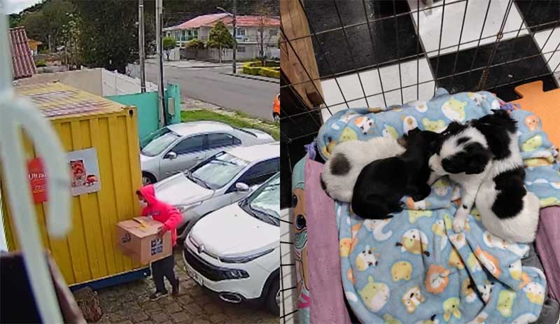 Filhotes de cachorro são abandonados dentro de caixa na frente de pet shop no Capão da Imbuia, em Curitiba, PR