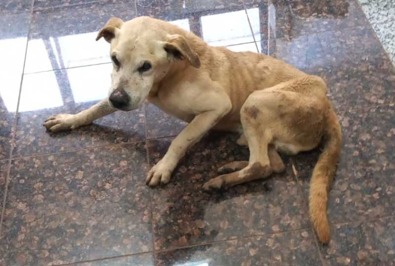 Cachorro caquético é resgatado no bairro Floresta, em Cascavel, PR; VÍDEO