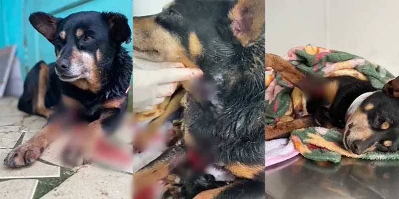 Channel, cadela vítima de maus-tratos, morreu nesta quarta (21), horas após ser resgatada por um grupo de protetores – Foto: Arquivo pessoal