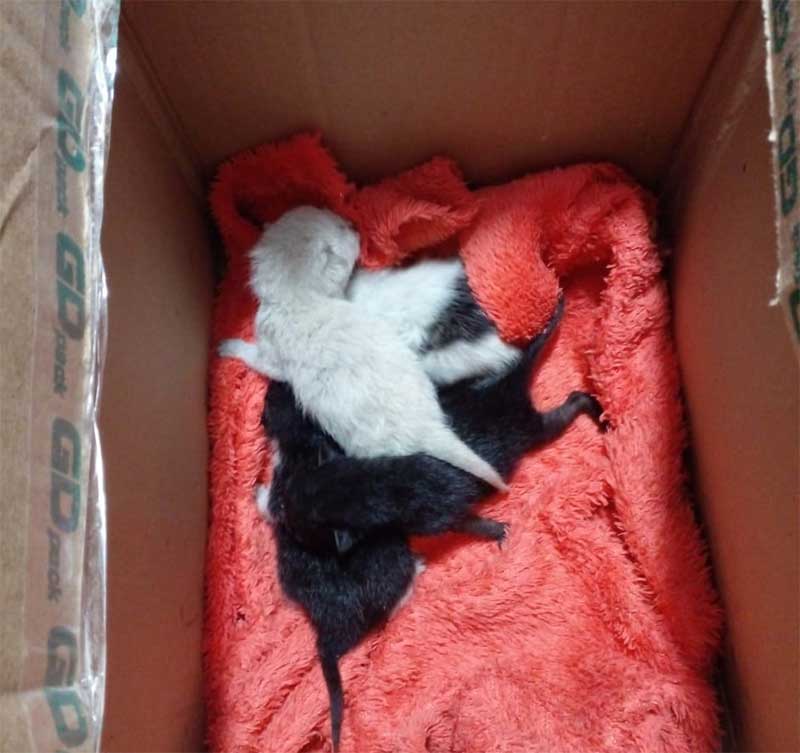 Filhotes de gatos são abandonados dentro de caixa de papelão em Luiziana, PR