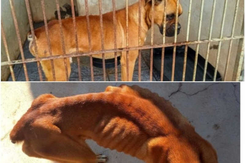 Resgatado há 10 dias, cachorro vítima de maus-tratos se recupera, em Paranavaí, PR
