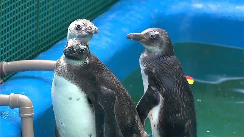 Pinguim-de-Magalhães foi a espécie mais registrada no litoral do Paraná em agosto. — Foto: Reprodução/RPC