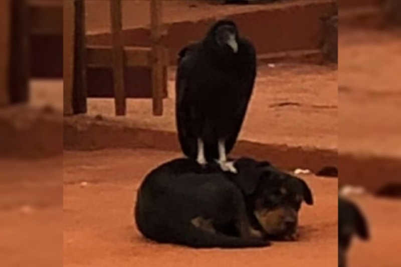 Amizade: urubu é flagrado dormindo em cima de cadela em Terra Rica, PR