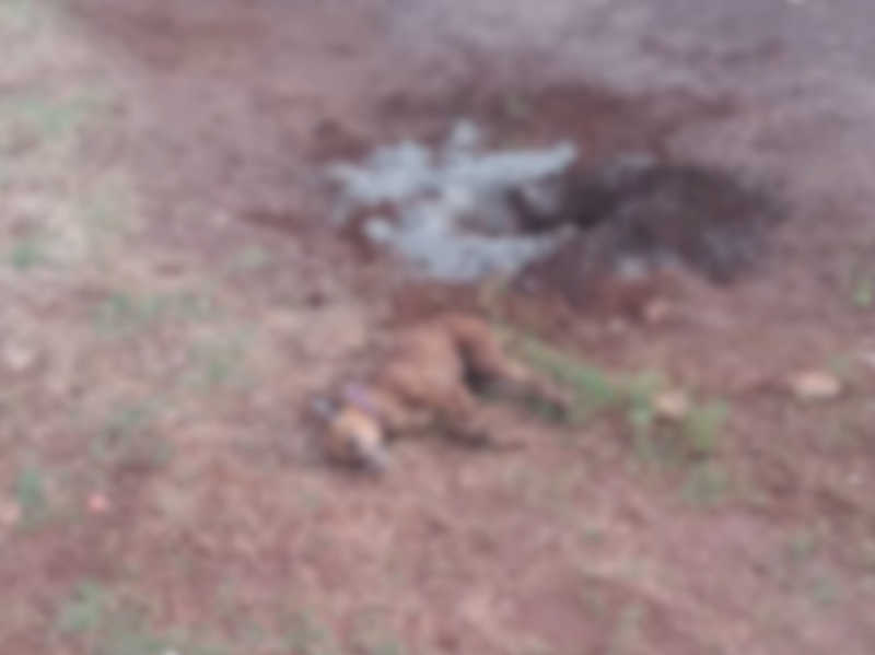Crueldade: cachorrinho é enterrado vivo na Av. Piquiri segundo internauta, em Cascavel, PR
