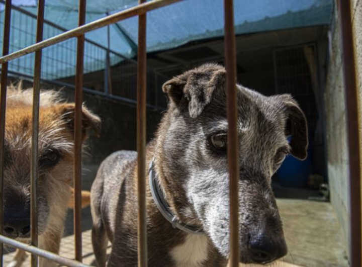Arguida condenada pelo Tribunal de Vila Verde por maus-tratos a quatro cães acabou por ser absolvida. Foto: Adriano Miranda