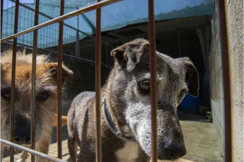 Tribunal português declara inconstitucional artigo sobre crime de maus-tratos a animais
