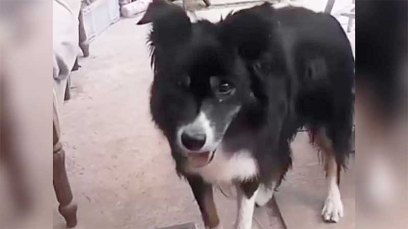 Cão cego finalmente ganha um quintal para correr após um ano em abrigo