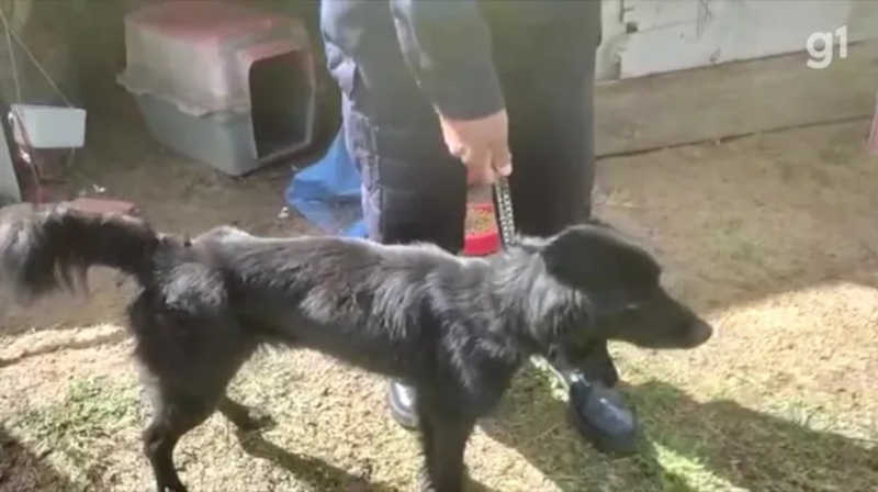Três cachorros são resgatados em situação de maus-tratos em Cabo Frio, no RJ