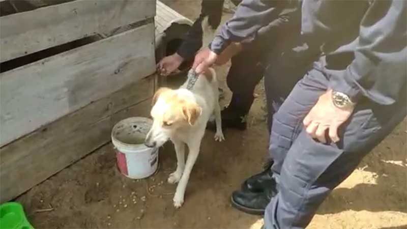 Três cachorros acorrentados e sem alimentação são resgatados em Cabo Frio, RJ