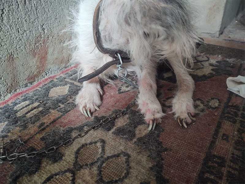 cadela tem aproximadamente 15 anos, sofria sem alimentação e vivia em ambiente frio e insalubre — Foto: Prefeitura de Nova Friburgo/Divulgação