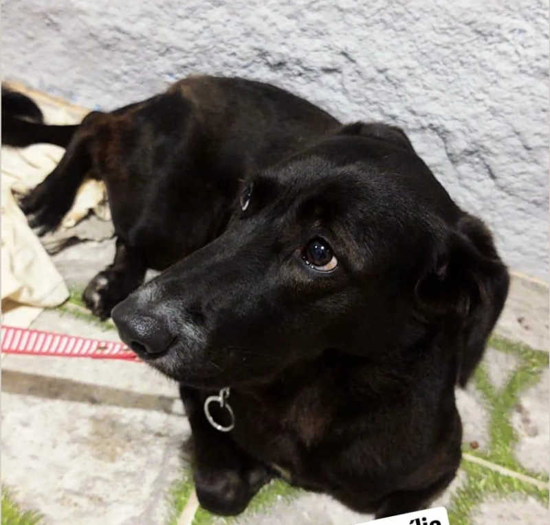 A cadelinha, abandonada em Vicente de Carvalho, está para adoção. Foto: Divulgação