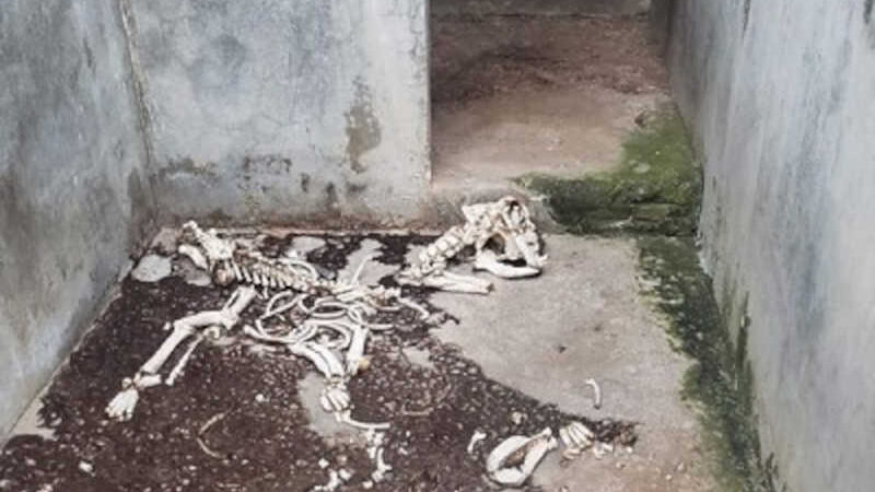 Restos mortais de animais encontrados no Canil