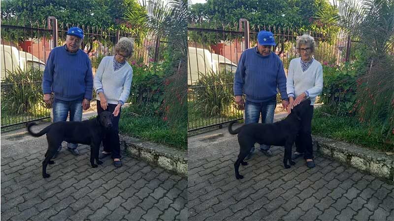 Depois de três anos abrigado na ARCA, cachorro é adotado e ganha novo lar