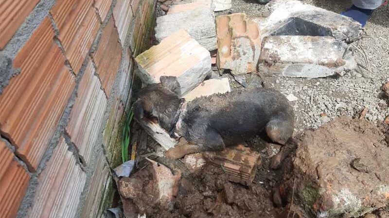 Cão vivo resgatado após ter sido enterrado em buraco de propriedade em Canoas — Foto: BM/Divulgação