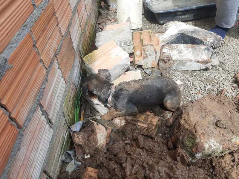 Homem é preso por maus-tratos após suspeita de enterrar cachorro vivo em Canoas, RS