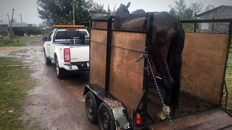 Polícia Civil fiscaliza local de maus-tratos contra cavalo em Osório, RS