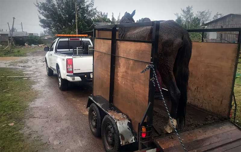 Polícia Civil fiscaliza local de maus-tratos contra cavalo em Osório, RS