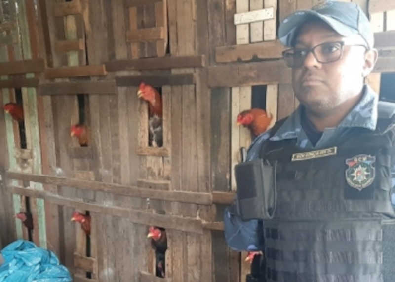 Guarda Municipal e Semmam fecham rinha de galo em São Leopoldo, RS