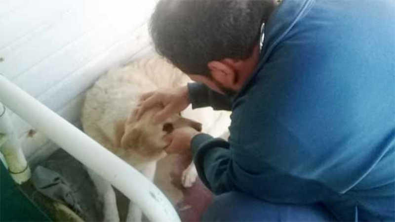 Tramandaí garante atendimento veterinário para animais de moradores com dificuldades financeiras