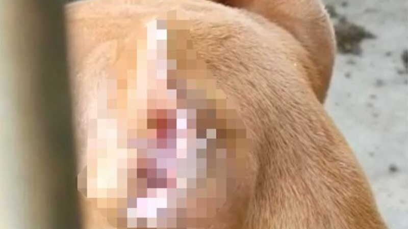 Policiais encontram cão com orelhas cortadas durante operação
