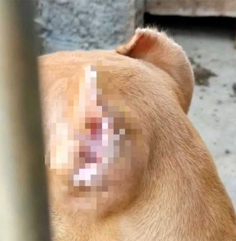Policiais encontram cão com orelhas cortadas durante operação