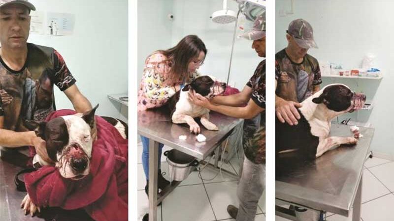 Pit bull leva tiro de arma de fogo e precisa de cirurgia de urgência em Camboriú, SC