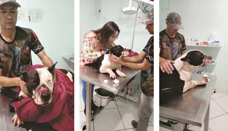 Pit bull leva tiro de arma de fogo e precisa de cirurgia de urgência em Camboriú, SC