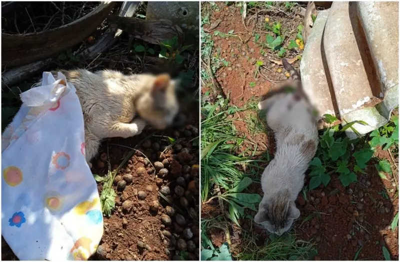 Quatro gatos surgem mortos misteriosamente em terreno de estudante de Chapecó, SC