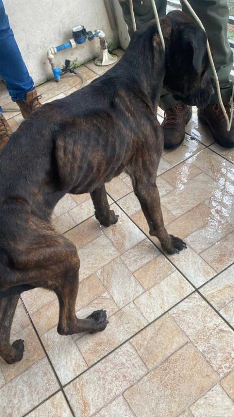 Dois pit bulls são resgatados de maus-tratos em Camboriú, SC