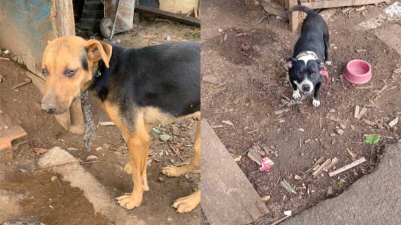 ONG de Concórdia (SC) realiza resgate de dois cachorros em em condições precárias