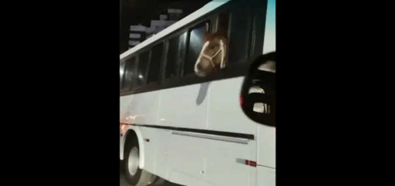 Cavalo é transportado dentro de ônibus em SC e morador flagra cena: ‘Não pode ser!’