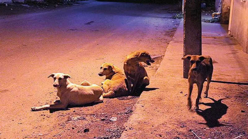 MP ajuíza ação para que Cunha Porã (SC) implante políticas públicas voltadas aos animais de rua