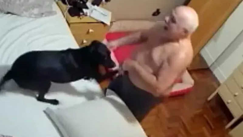 ‘Guerra de travesseiros’ entre cachorrinha e dono viraliza nas redes sociais; VÍDEO