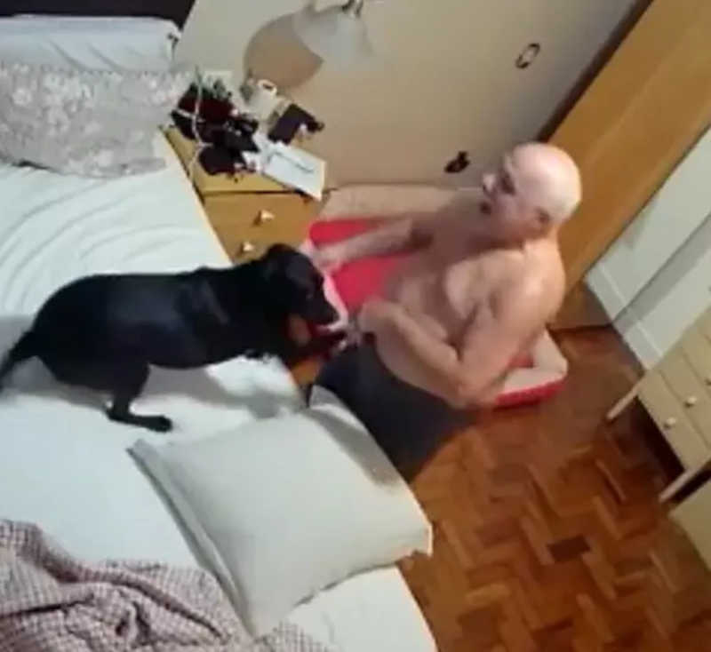 ‘Guerra de travesseiros’ entre cachorrinha e dono viraliza nas redes sociais; VÍDEO