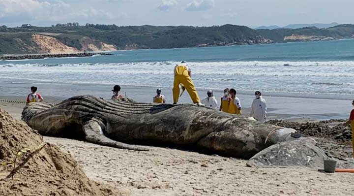 PMP fala sobre baleia encalhada e caixa misteriosa em praias de Imbituba, SC