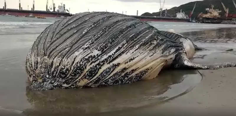 Baleia-jubarte é encontrada morta em praia de SC; VÍDEO